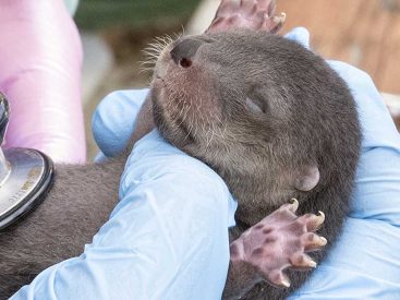 North American River Otter Pups Zoo Miami