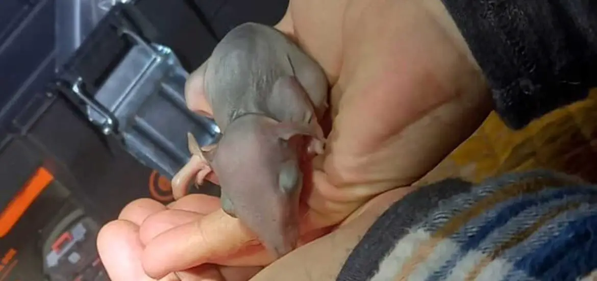 Northern Bettong Baby Mount Zero-Taravale Australian Wildlife Conservancy