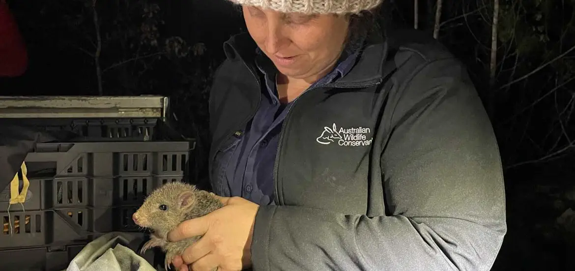 Northern Bettong Baby Mount Zero-Taravale Australian Wildlife Conservancy