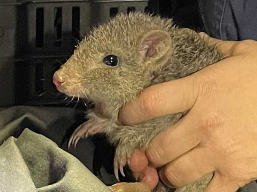 Northern Bettong Baby Mount Zero-Taravale Australian Wildlife Conservancy