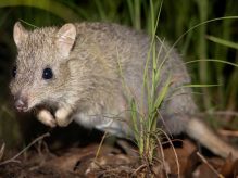 Northern Bettong Release by Australian Wildlife Conservancy