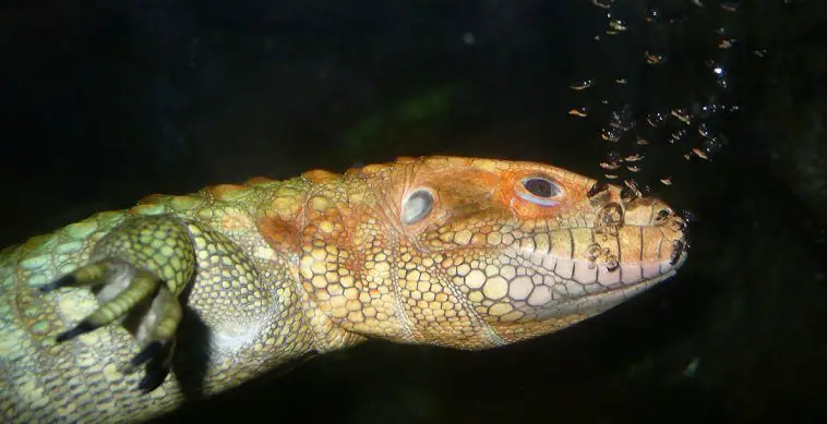 Northern Caiman Lizard (Dracaena guianensis)