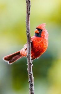 northern cardinal