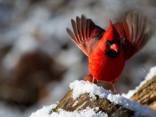 northern cardinal