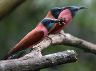 northern carmine bee eater