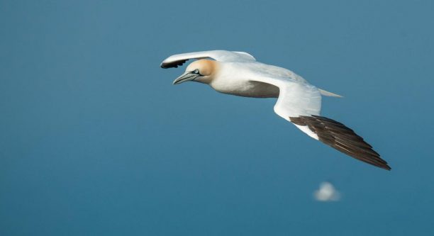 northern gannet