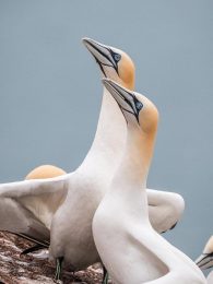 northern gannet