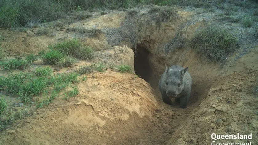Northern Hairy Nosed Wombat Partnership AWC