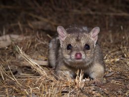 Northern Quoll Australian Wildlife Conservancy