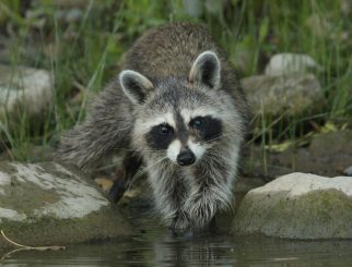 Northern-Racoon