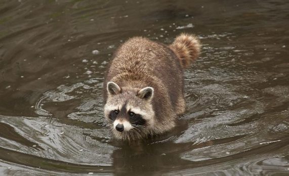 Northern-Racoon
