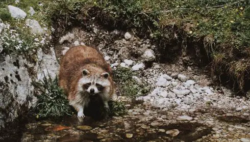 Northern-Racoon