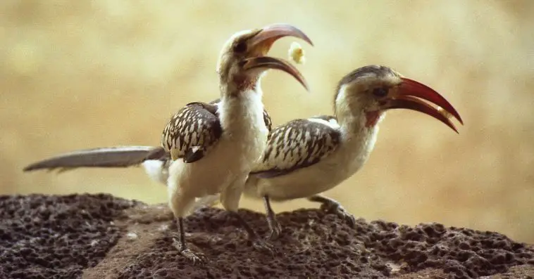 Northern Red-Billed Hornbill