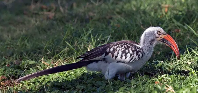 Northern Red-Billed Hornbill