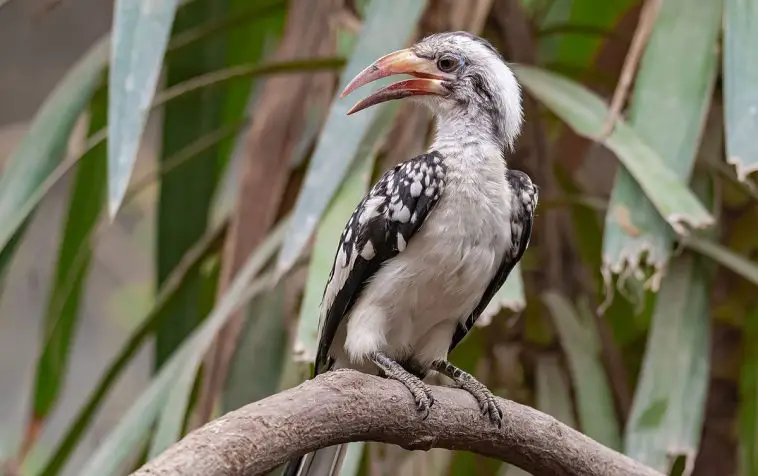 Northern Red-Billed Hornbill