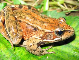 Northern Red-Legged Frog