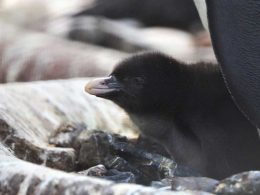 Northern Rockhopper Penguin Chick Edinburgh Zoo
