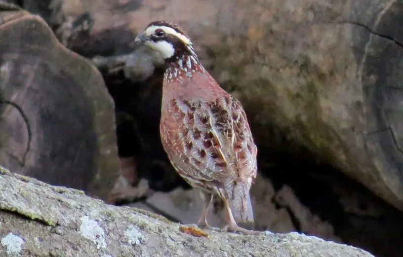 northern bobwhite