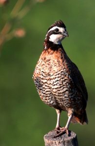 northern bobwhite