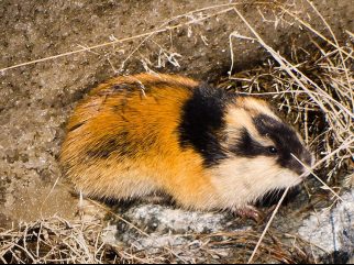 Norway Lemming
