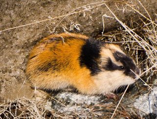 Norway Lemming