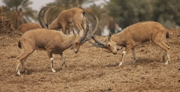 Nubian Ibex (Capra nubiana)