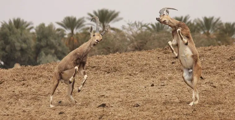 Nubian Ibex (Capra nubiana)