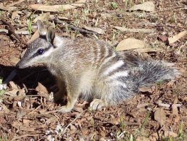 Numbat