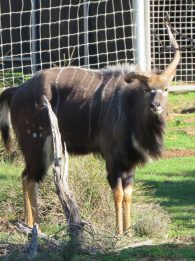 Nyala