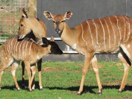 nyala