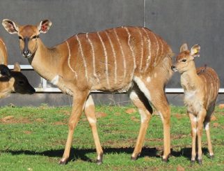 nyala