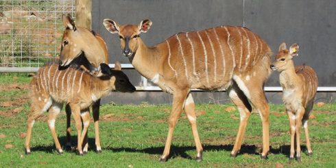 nyala