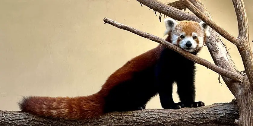 Oklahoma City Zoo Red Panda