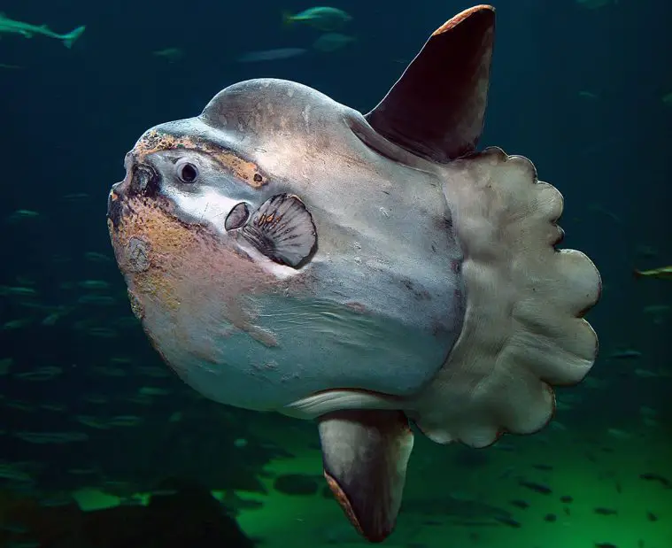 Oceanic Sunfish (Mola mola)