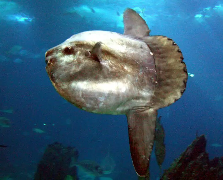 Oceanic Sunfish (Mola mola)