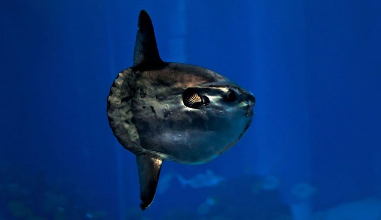 Oceanic Sunfish (Mola mola)