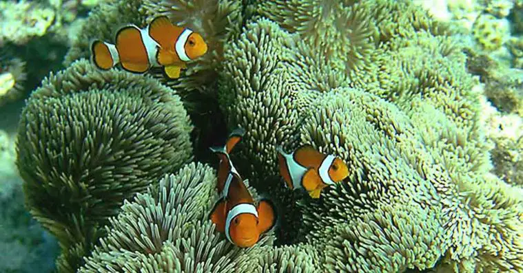 Ocellaris Clownfish (Amphiprion ocellaris)