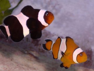 Ocellaris Clownfish (Amphiprion ocellaris)