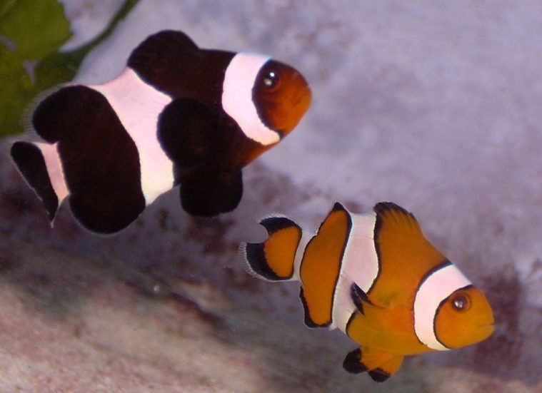 Ocellaris Clownfish (Amphiprion ocellaris)