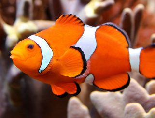 Ocellaris Clownfish (Amphiprion ocellaris)