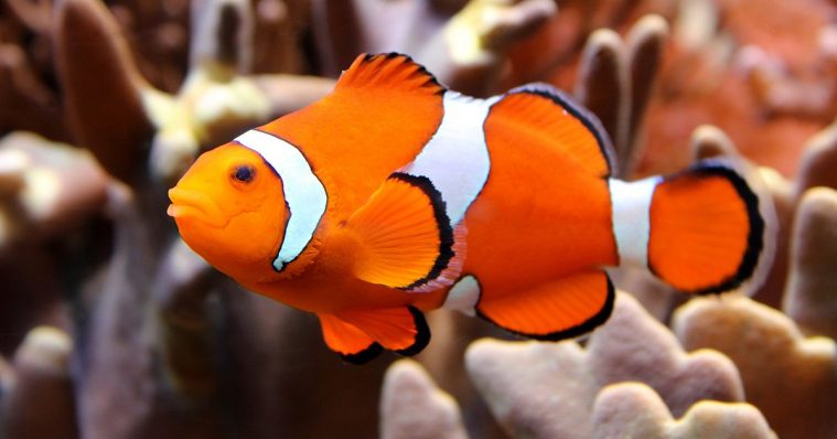 Ocellaris Clownfish (Amphiprion ocellaris)