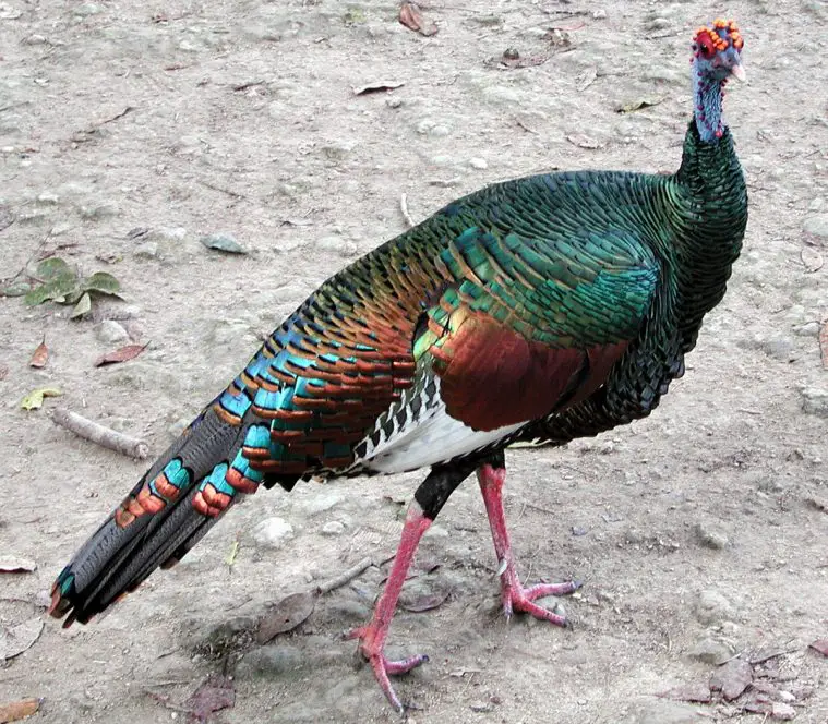 Ocellated Turkey (Meleagris ocellata)