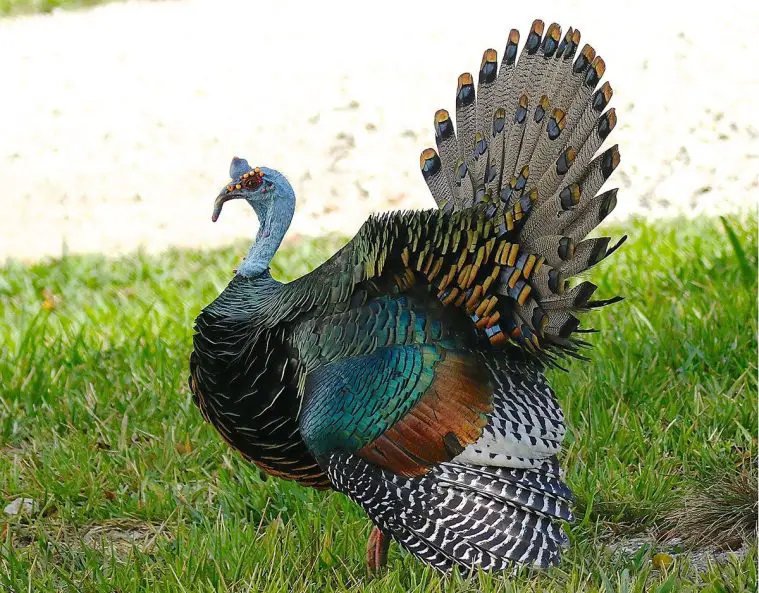 Ocellated Turkey (Meleagris ocellata)