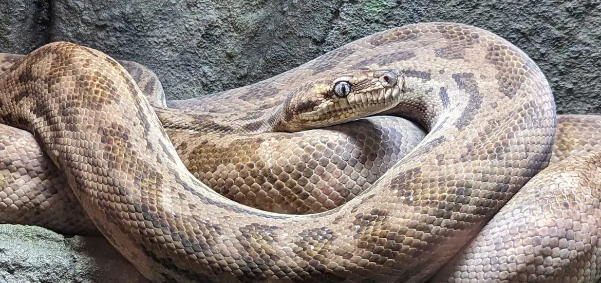 Oenpelli Python (Simalia oenpelliensis)