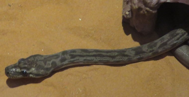 Oenpelli Python (Morelia oenpelliensis)