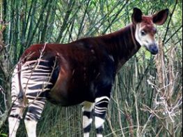 okapi