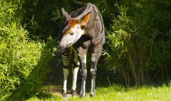 Okapi (Okapi johnstoni)