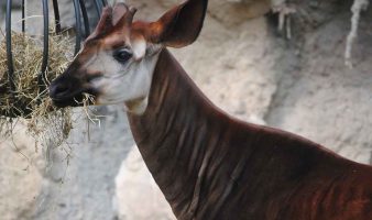 Okapi (Okapi johnstoni)
