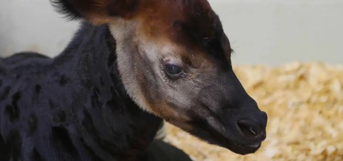 Audubon Mourn Passing of Okapi Calf