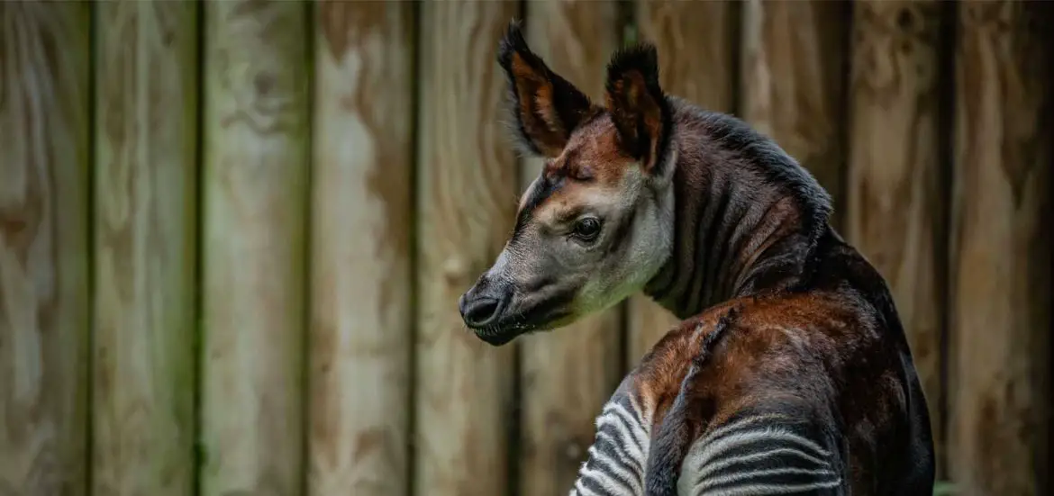 Okapi Calf at Chester Zoo